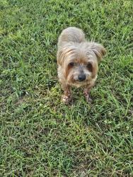 Found/Stray Female Dog last seen Cottage Hill and Indian Ridge ests Drive, Mobile, AL 36695