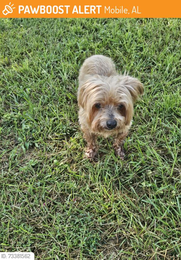 Found/Stray Female Dog last seen Cottage Hill and Indian Ridge ests Drive, Mobile, AL 36695