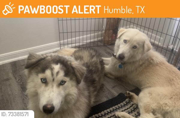 Found/Stray Male Dog last seen Near 1st st E Humble Tx, Humble, TX 77347