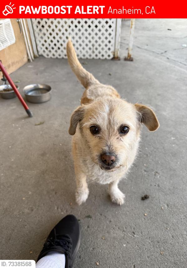 Lost Female Dog last seen Harbor Blvd & La Palma, Anaheim, CA 92805