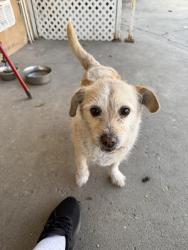 Lost Female Dog last seen Harbor Blvd & La Palma, Anaheim, CA 92805