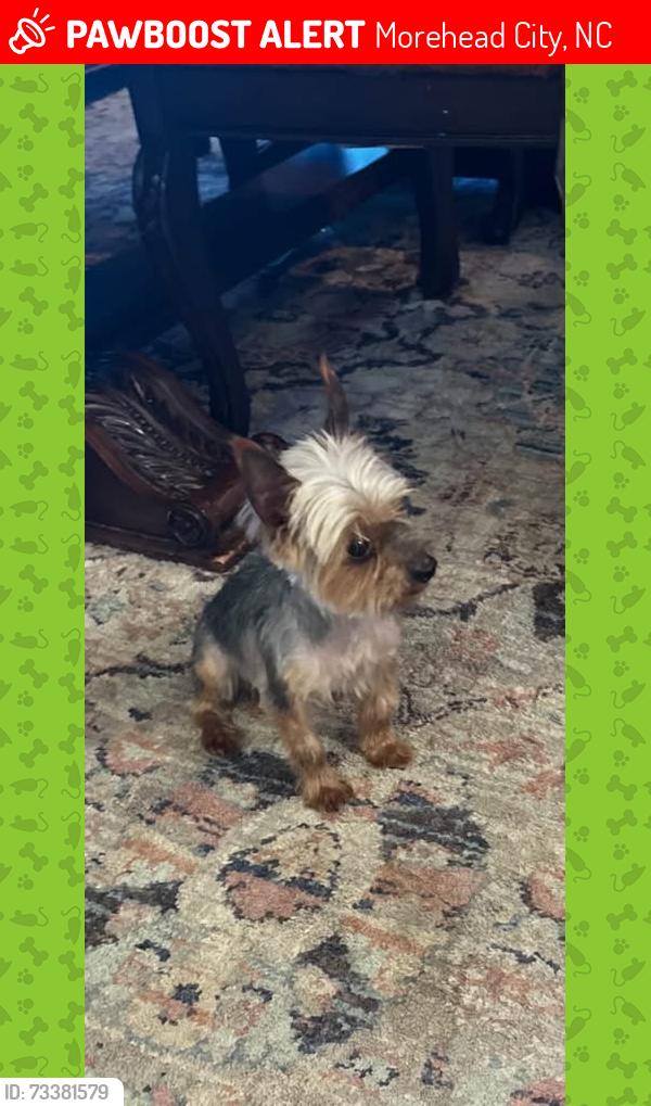 Lost Male Dog last seen Blair Farm parkway and Dills Creek lane, Morehead City, NC 28557
