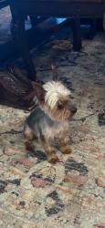 Lost Male Dog last seen Blair Farm parkway and Dills Creek lane, Morehead City, NC 28557