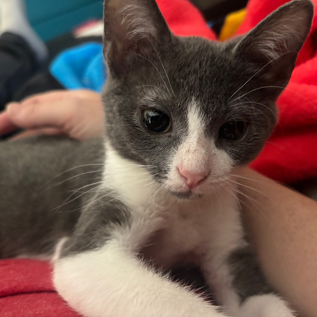 Shelter Stray Male Cat last seen , 2350 Appling City Cove, Memphis, TN 38133, USA