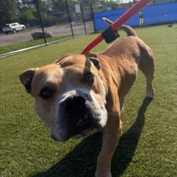 Shelter Stray Male Dog last seen , Animal Care & Control Team of Philly, 111 W Hunting Park Ave, Philadelphia, PA 19140, USA