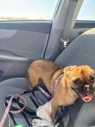 Reunited Female Dog last seen Running towards back yard og 1498 2nd place, Haslet, TX 76052