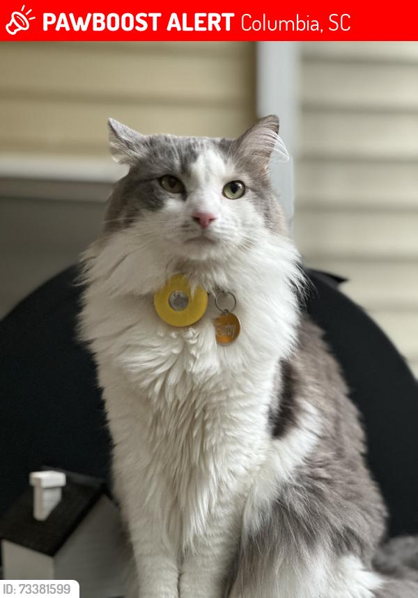 Lost Male Cat last seen Lake Carolina, Columbia, SC 29229
