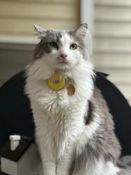 Lost Male Cat last seen Lake Carolina, Columbia, SC 29229