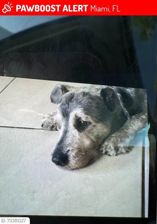 Lost Male Dog last seen Near, Miami, FL 33150
