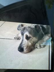 Lost Male Dog last seen Near, Miami, FL 33150