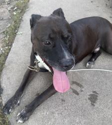 Found/Stray Male Dog last seen Meadow Lane Merrillville, Merrillville, IN 46410