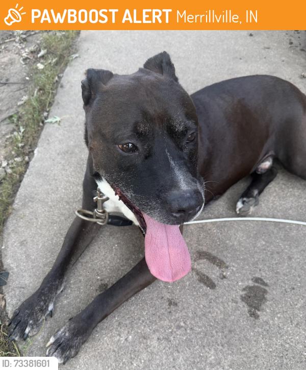 Found/Stray Male Dog last seen Meadow Lane Merrillville, Merrillville, IN 46410