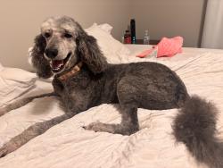 Reunited Female Dog last seen Near stonewall dr, Easley, SC 29642