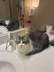 Lost Female Cat last seen Sanctuary of Indian creek, Madison, AL 35758