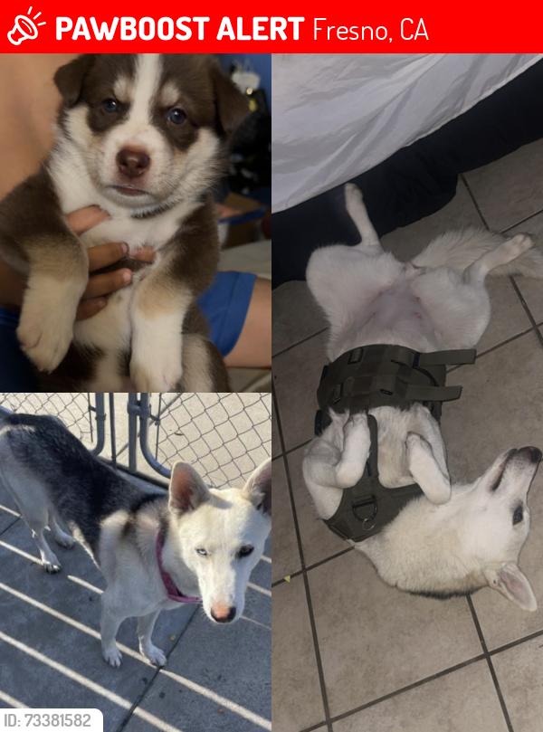 Lost Female Dog last seen Tulare and cedar, Fresno, CA 93702