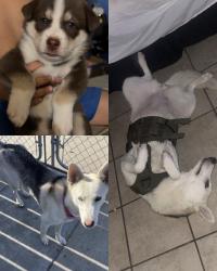 Lost Female Dog last seen Tulare and cedar, Fresno, CA 93702