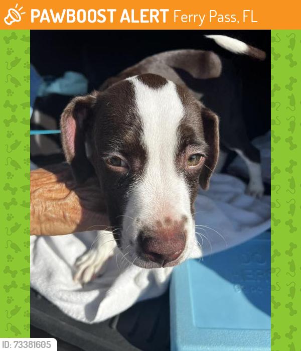 Found/Stray Male Dog last seen Davis and Copter, Ferry Pass, FL 32514