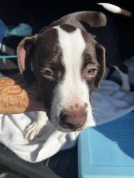 Found/Stray Male Dog last seen Davis and Copter, Ferry Pass, FL 32514