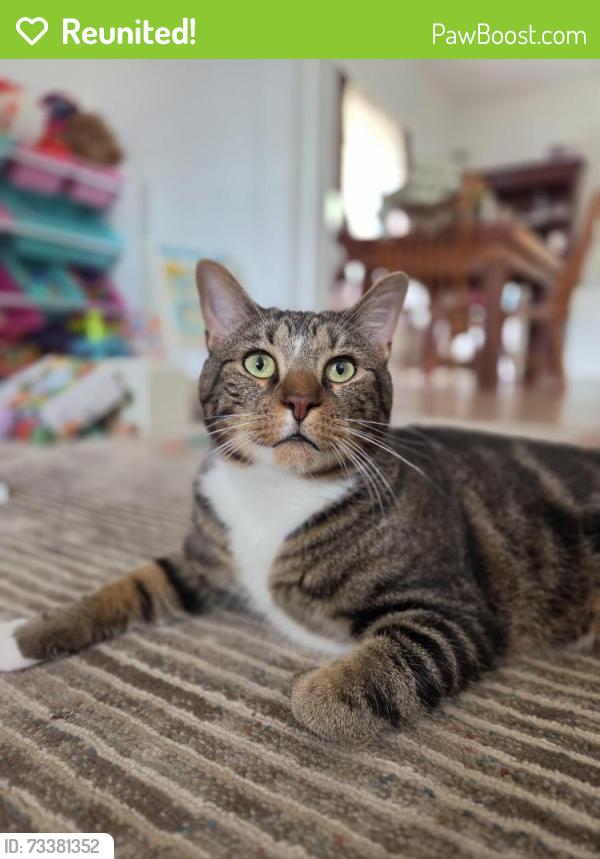 Reunited Male Cat last seen Near Valera Avenue, Pittsburgh, PA 15210