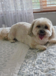 Lost Female Dog last seen Starmount Dr., Valrico, FL 33596
