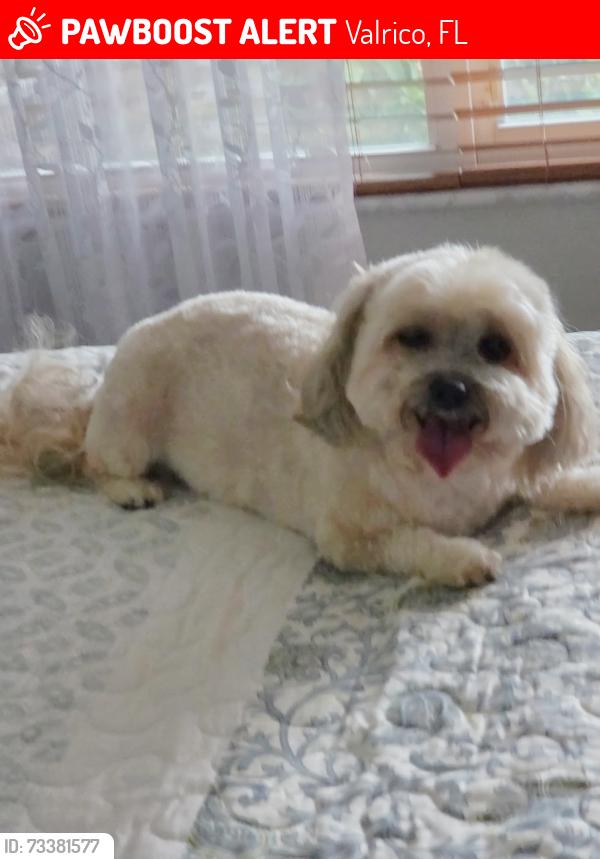 Lost Female Dog last seen Starmount Dr., Valrico, FL 33596