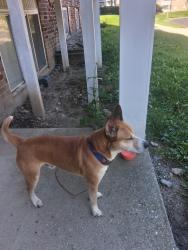 Found/Stray Male Dog last seen Cavanaugh and MLK, Lansing, MI 48910