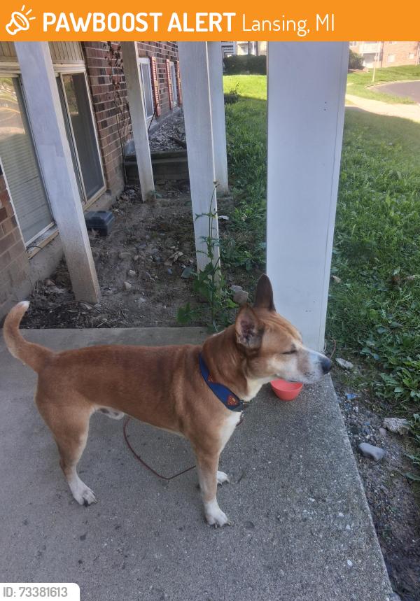 Found/Stray Male Dog last seen Cavanaugh and MLK, Lansing, MI 48910