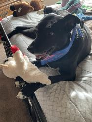 Lost Male Dog last seen Vann and Bellemeade, Evansville, IN 47714
