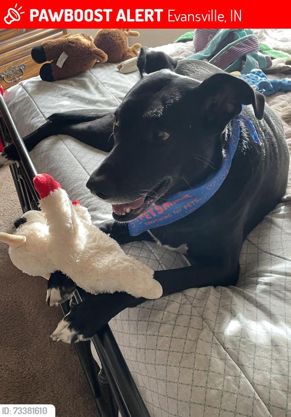 Lost Male Dog last seen Vann and Bellemeade, Evansville, IN 47714