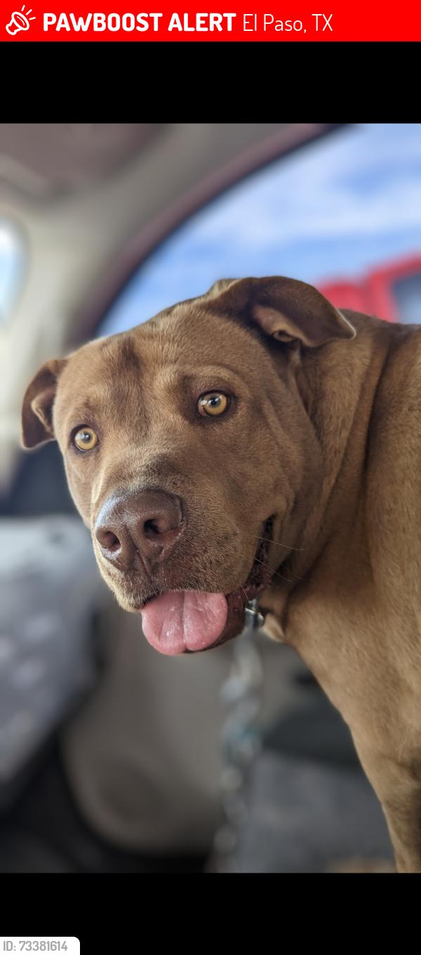 Lost Male Dog last seen Montwood and Joe Battle, El Paso, TX 79936