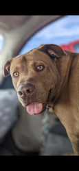 Lost Male Dog last seen Montwood and Joe Battle, El Paso, TX 79936