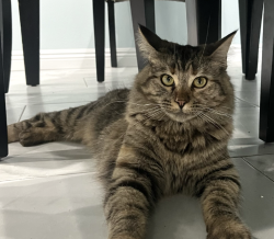 Lost Female Cat last seen Slater and Bushard, Fountain Valley, CA 92708