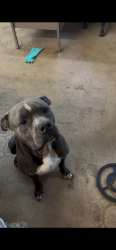 Found/Stray Male Dog last seen Tibet Rd and Simmons Crossing, Ludowici, GA 31316