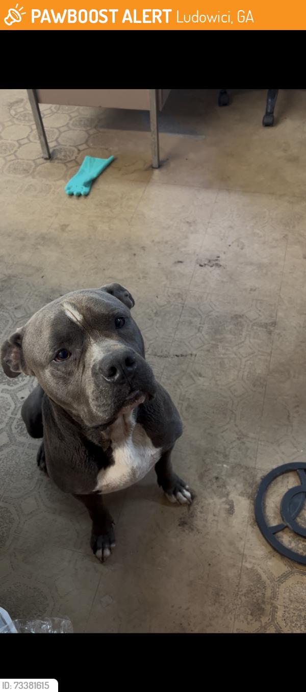 Found/Stray Male Dog last seen Tibet Rd and Simmons Crossing, Ludowici, GA 31316