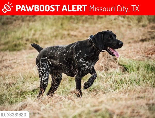 Lost Female Dog last seen Fifth Avenue ests, Missouri City, TX 77489