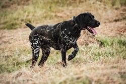 Lost Female Dog last seen Fifth Avenue ests, Missouri City, TX 77489