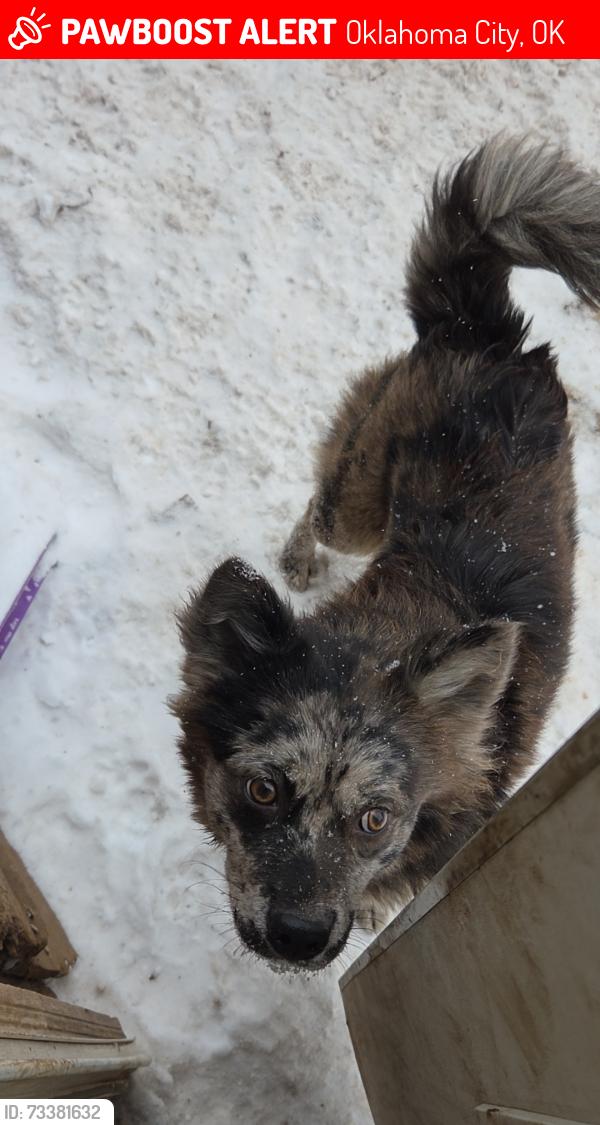 Lost Female Dog last seen Ann Arbor and Meridian, Oklahoma City, OK 73127