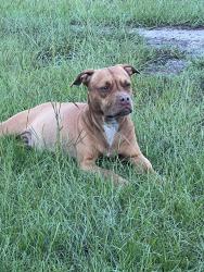 Found/Stray Female Dog last seen Tibet Road/ Simmons Crossing, Ludowici, GA 31316