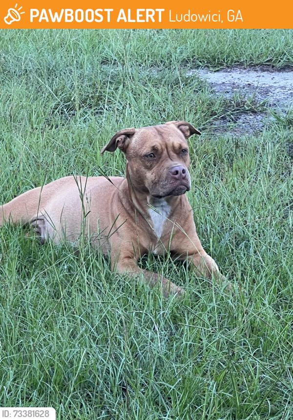 Found/Stray Female Dog last seen Tibet Road/ Simmons Crossing, Ludowici, GA 31316