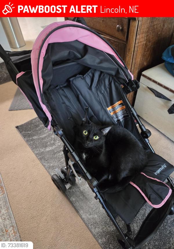 Lost Male Cat last seen Randolph and Capitol Pkwy, Lincoln, NE 68510