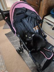 Lost Male Cat last seen Randolph and Capitol Pkwy, Lincoln, NE 68510