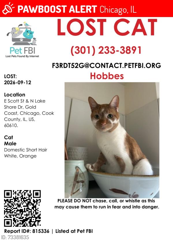 Lost Male Cat last seen East lake Street, Chicago, IL 60610