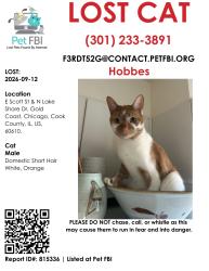 Lost Male Cat last seen East lake Street, Chicago, IL 60610