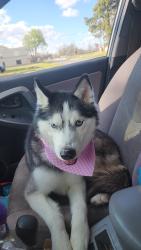 Lost Female Dog last seen Ann Arbor and Meridian, Oklahoma City, OK 73127