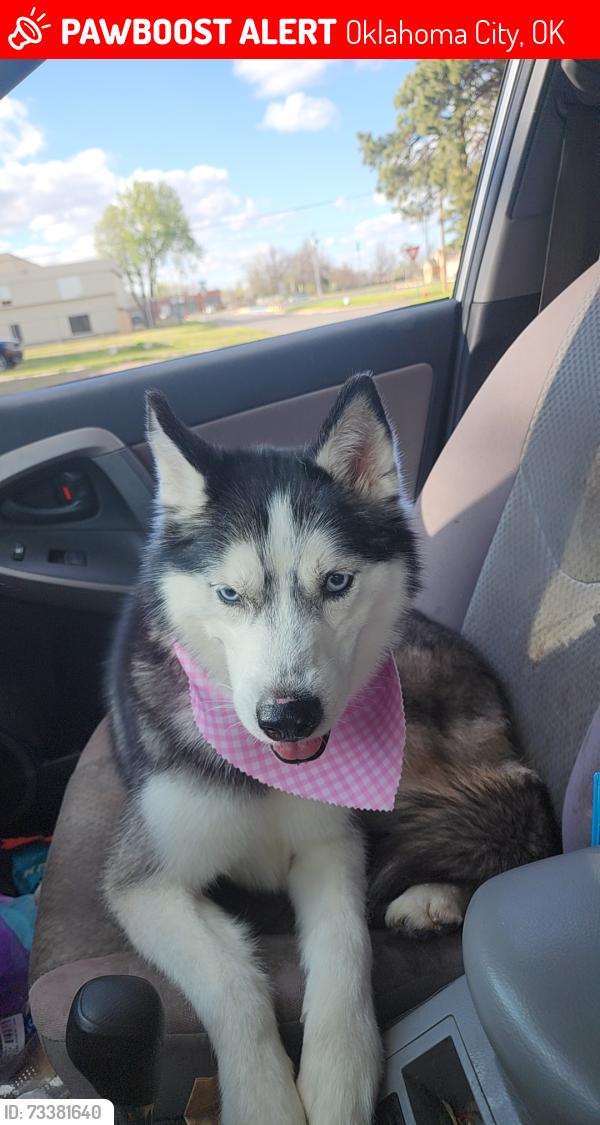 Lost Female Dog last seen Ann Arbor and Meridian, Oklahoma City, OK 73127
