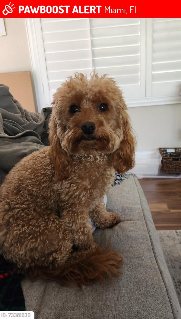 Lost Female Dog last seen SW 136 ST AND 102 AVE, Miami, FL 33176