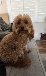 Lost Female Dog last seen SW 136 ST AND 102 AVE, Miami, FL 33176