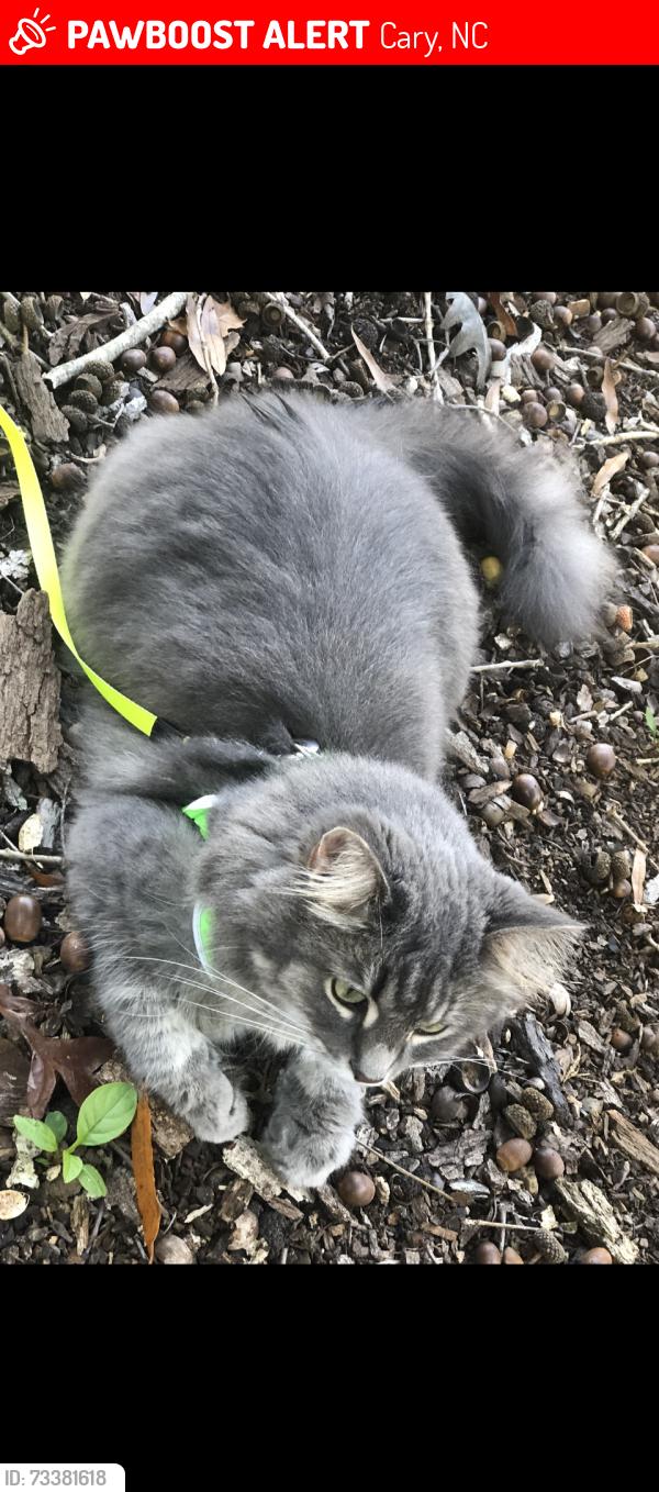 Lost Female Cat last seen Bond park, Cary, NC 27513