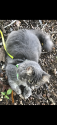 Lost Female Cat last seen Bond park, Cary, NC 27513