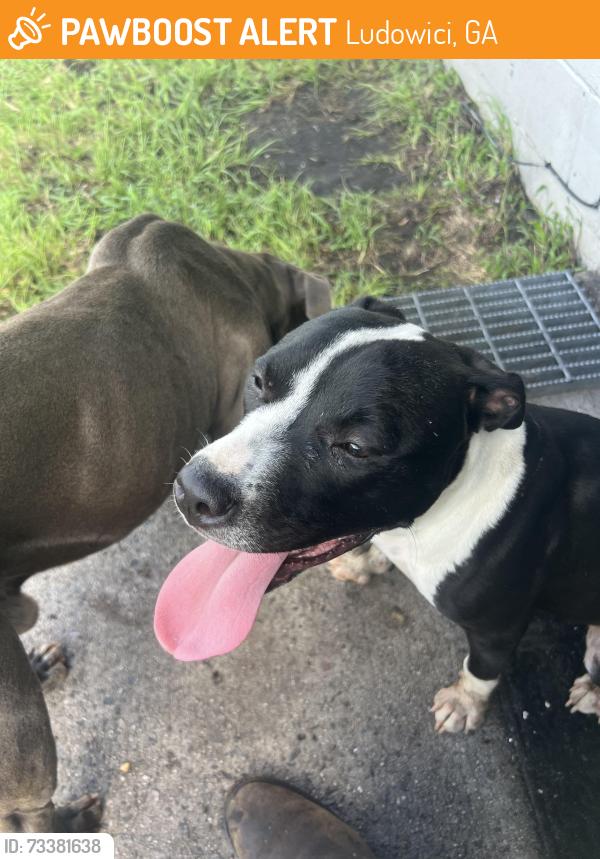 Found/Stray Female Dog last seen Tibet road/ Simmons Crossing, Ludowici, GA 31316